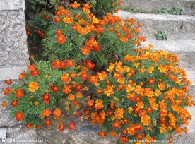 菊花 橘黄