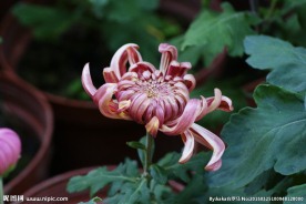 菊花 摄影
