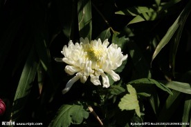 菊花 摄影