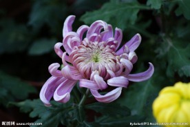 菊花 摄影