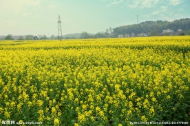 油菜花