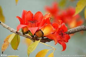木棉花