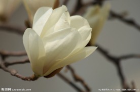 白玉兰 高清