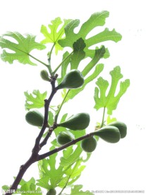 无花果