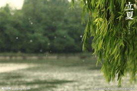 柳叶