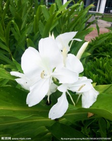 姜花