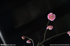 红梅花开