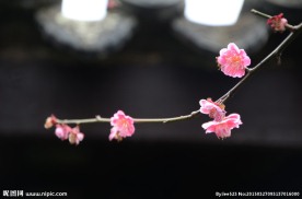 红梅花开