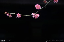 红梅花开