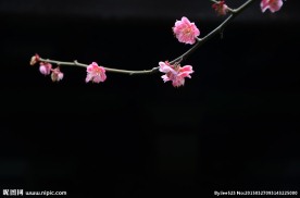 红梅花开