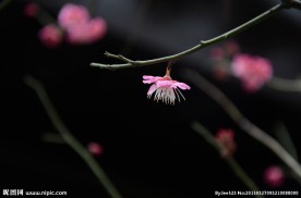 红梅花开