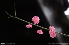 红梅花开