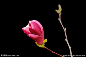 粉色玉兰花