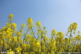 油菜花