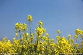 油菜花