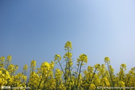 油菜花