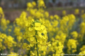 油菜花