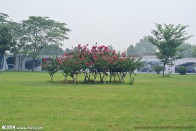 奥林匹克公园绿地