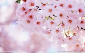 春暖花开