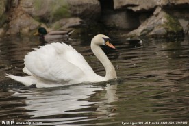 天鹅