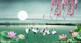 荷花风景
