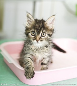 宠物猫