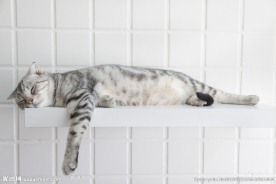 宠物猫
