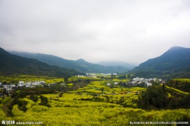 婺源江岭风光