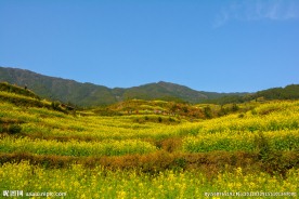 婺源油菜花梯田