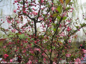 顾村公园樱花   樱花节