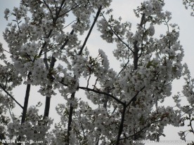 顾村公园樱花   樱花节