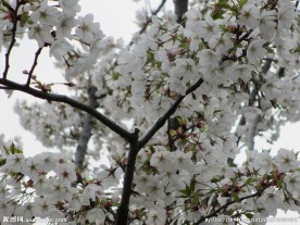 顾村公园樱花   樱花节