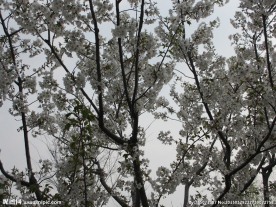 顾村公园樱花   樱花节