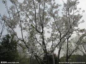 顾村公园樱花   樱花节