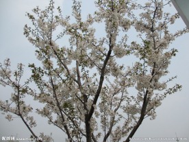 顾村公园樱花 樱花节