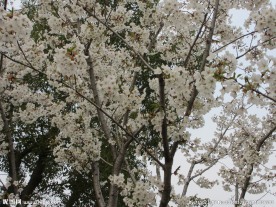 顾村公园樱花 樱花节