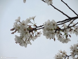顾村公园樱花 樱花节