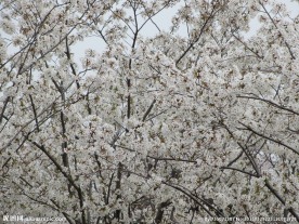 顾村公园樱花   樱花节