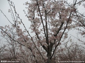 顾村公园樱花   樱花节