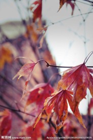摄影枫叶