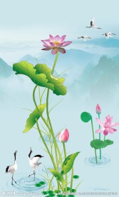 荷花风景