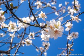 唯美桃花