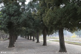 松树林