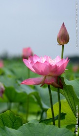 夏荷