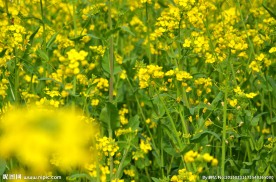 油菜花