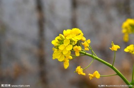 油菜花