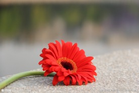 花图片