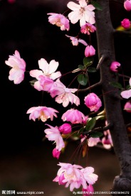 海棠花