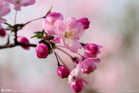 海棠花