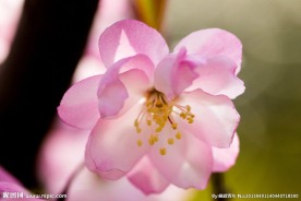 海棠花